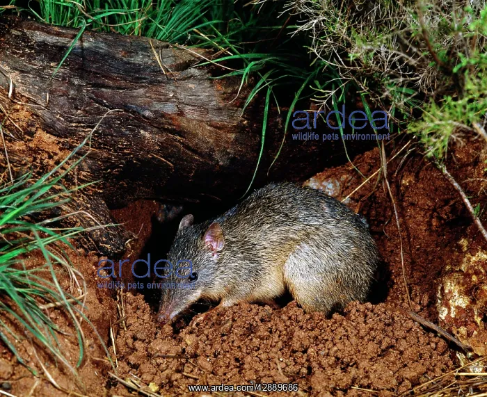 : GREATER BROWN BANDICOOT - at burrow site : GREATER BROWN BANDICOOT - at burrow site