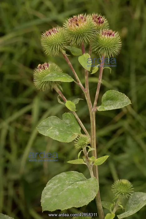 : Greater burdock : Greater burdock