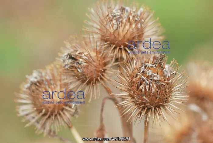 : Greater Burdock : Greater Burdock