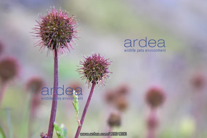 : Greater Burnet : Greater Burnet