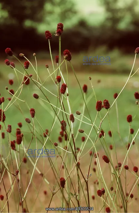 : GREATER BURNET : GREATER BURNET