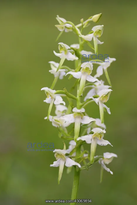 : Greater Butterfly Orchid : Greater Butterfly Orchid