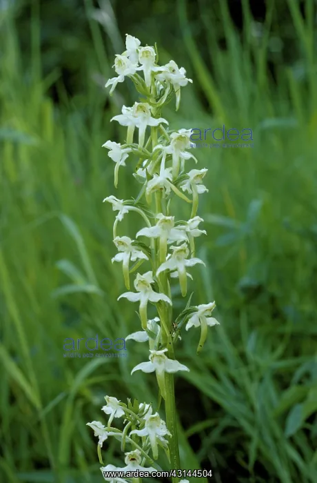 : Greater butterfly orchid : Greater butterfly orchid