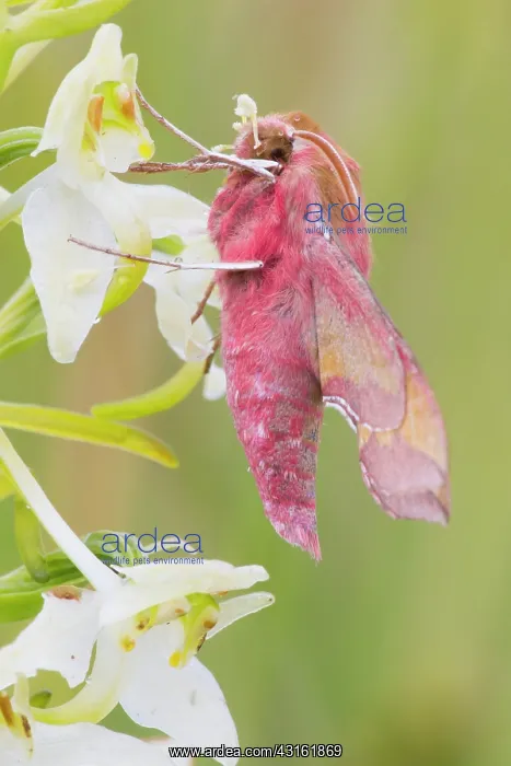: Greater Butterfly Orchid : Greater Butterfly Orchid