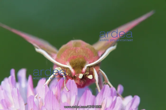 : Greater Butterfly Orchid : Greater Butterfly Orchid