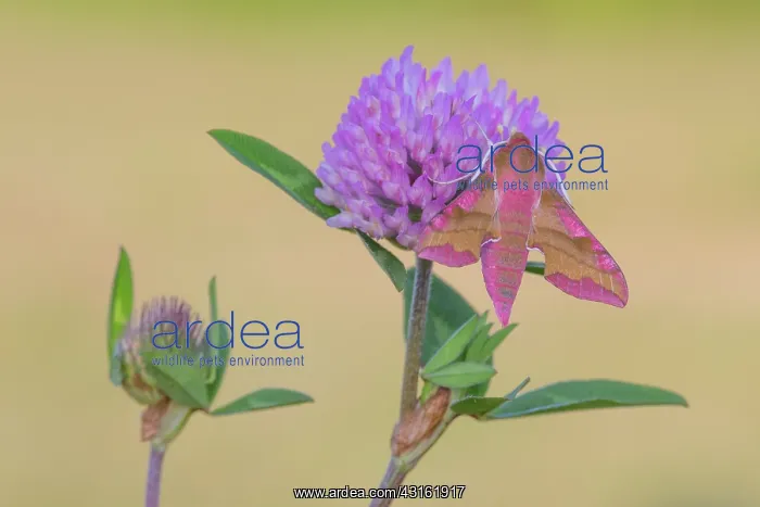 : Greater Butterfly Orchid : Greater Butterfly Orchid