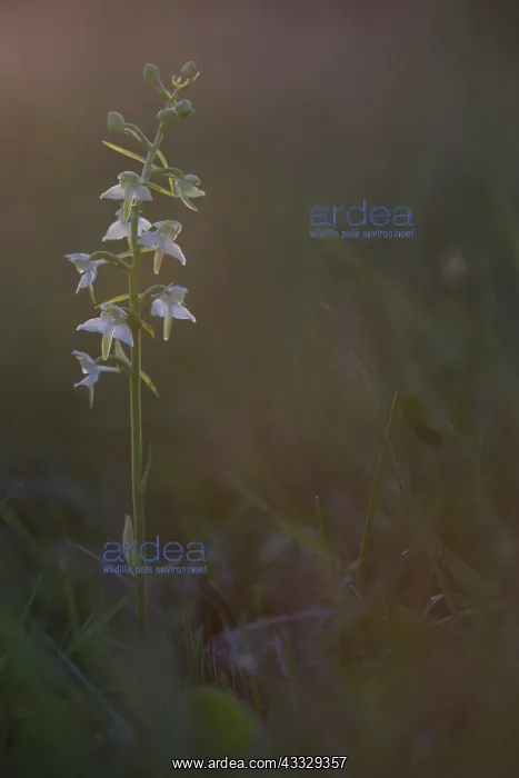 : Greater Butterfly Orchid : Greater Butterfly Orchid