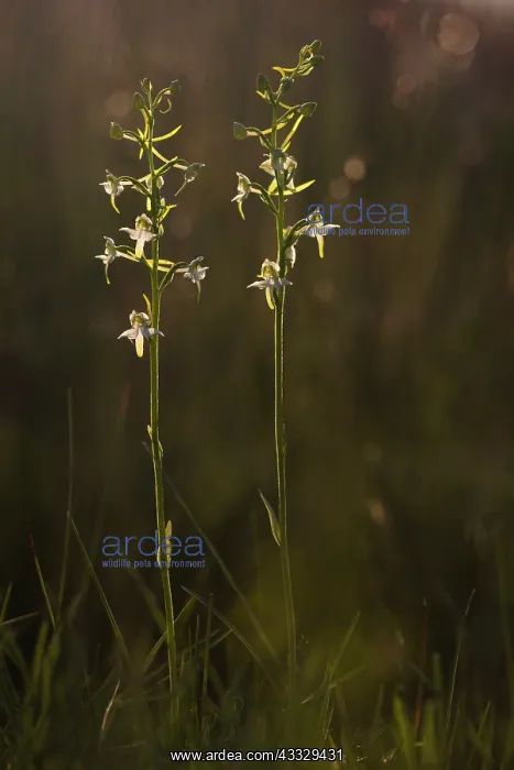 : Greater Butterfly Orchid : Greater Butterfly Orchid