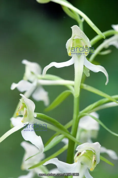 : Greater butterfly orchid - close up of flower : Greater butterfly orchid - close up of flower
