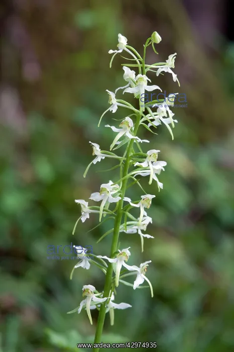 : Greater butterfly orchid - close up of flower : Greater butterfly orchid - close up of flower
