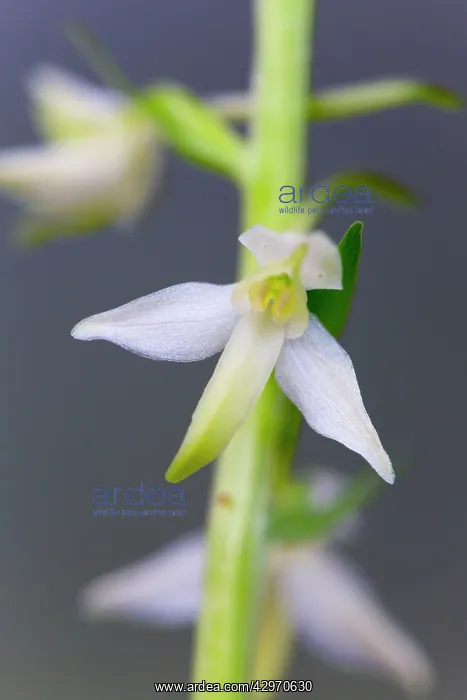 : Greater Butterfly Orchid - Flower : Greater Butterfly Orchid - Flower