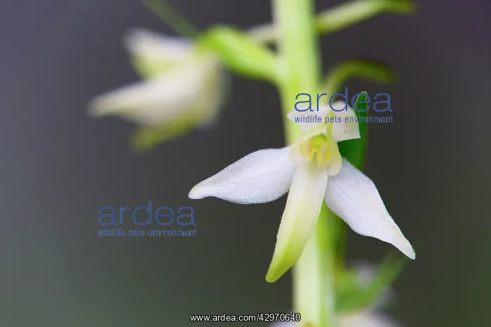 : Greater Butterfly Orchid - Flower : Greater Butterfly Orchid - Flower