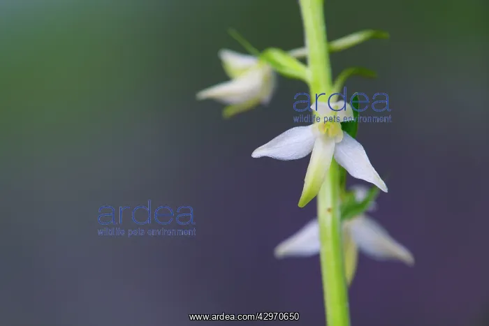 : Greater Butterfly Orchid - Flower : Greater Butterfly Orchid - Flower