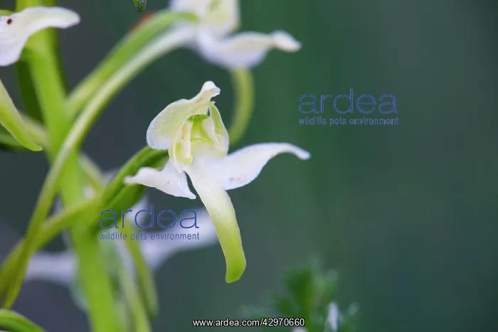 : Greater Butterfly Orchid - Flower : Greater Butterfly Orchid - Flower
