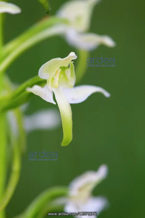 : Greater Butterfly Orchid - Flower : Greater Butterfly Orchid - Flower