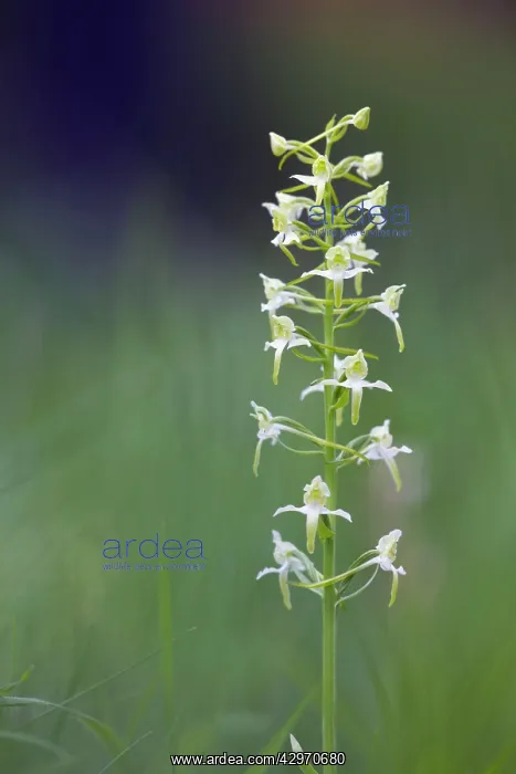 : Greater Butterfly Orchid - Flower : Greater Butterfly Orchid - Flower