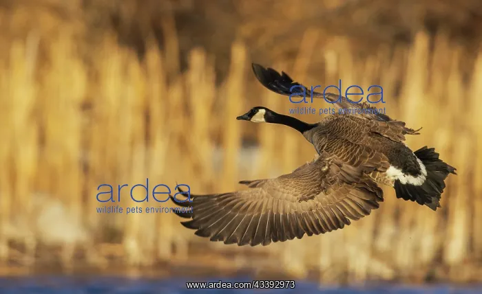 : Greater Canada goose alighting in a Colorado autumn : Greater Canada goose alighting in a Colorado autumn