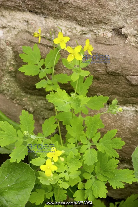 : Greater celandine : Greater celandine