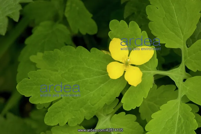 : Greater celandine : Greater celandine