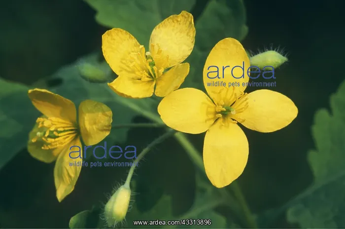 : GREATER CELANDINE - flower close-up : GREATER CELANDINE - flower close-up