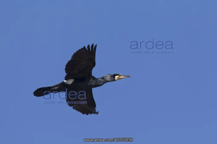 : Greater Cormorant - adult bird in flight - Germany : Greater Cormorant - adult bird in flight - Germany