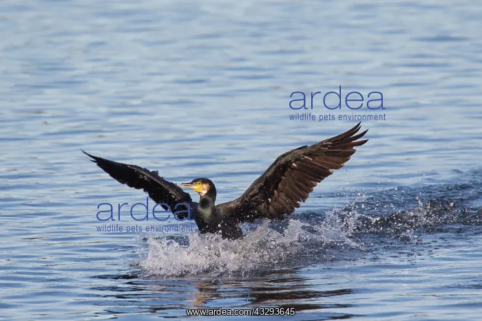 : Greater Cormorant - adult bird landing - Germany : Greater Cormorant - adult bird landing - Germany
