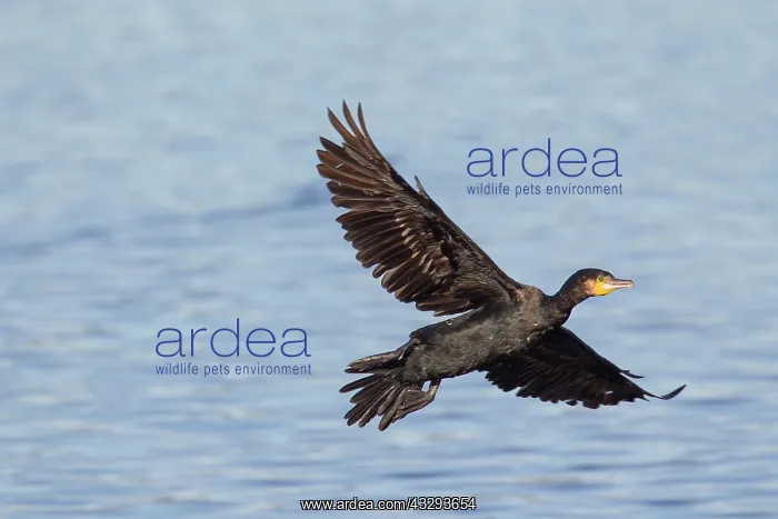 : Greater Cormorant - adult bird landing - Germany : Greater Cormorant - adult bird landing - Germany
