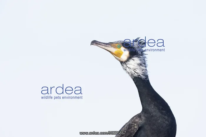 : Greater Cormorant Portrait : Greater Cormorant Portrait
