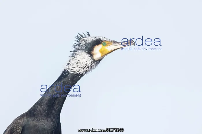 : Greater Cormorant Portrait : Greater Cormorant Portrait