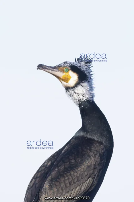 : Greater Cormorant Portrait : Greater Cormorant Portrait