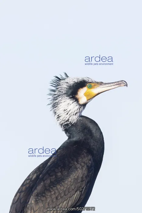 : Greater Cormorant Portrait : Greater Cormorant Portrait
