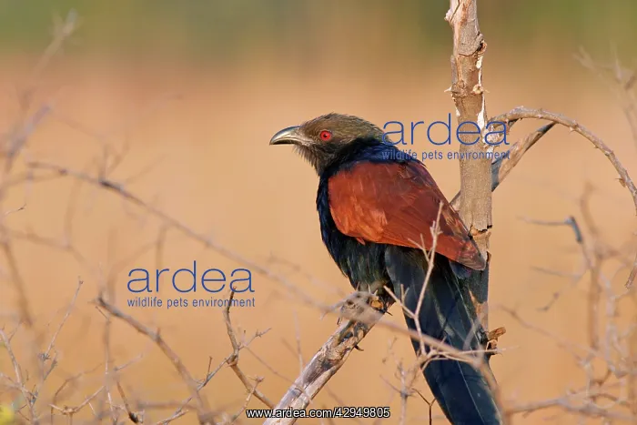 : Greater Coucal / Crow-pheasant : Greater Coucal / Crow-pheasant