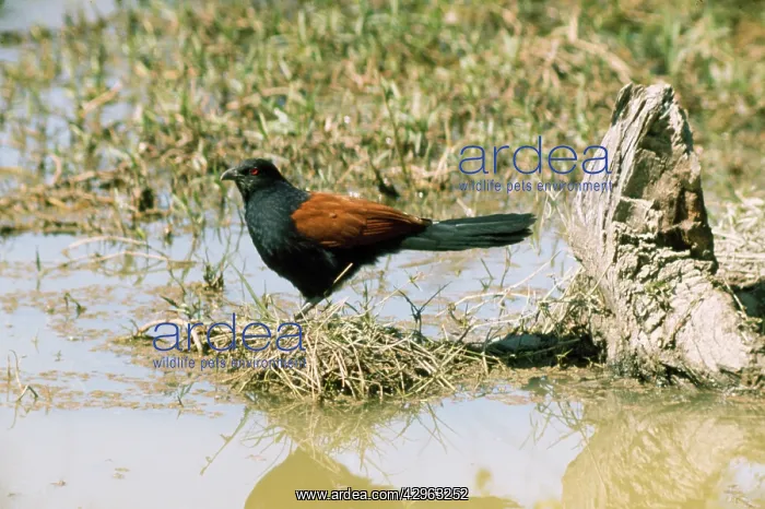 : Greater Coucal / Crow Pheasant : Greater Coucal / Crow Pheasant