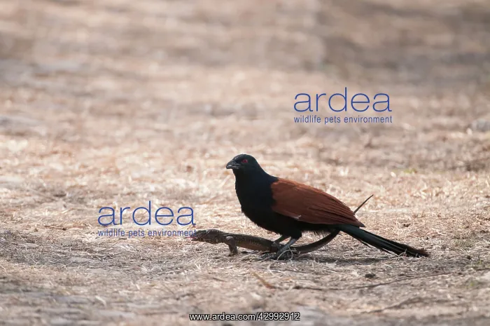 : Greater Coucal - with lizard prey : Greater Coucal - with lizard prey