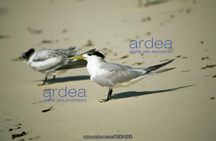 : Greater Crested / Crested / Swift Tern - two : Greater Crested / Crested / Swift Tern - two