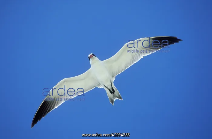: Greater Crested / Crested / Swift Tern - in flight : Greater Crested / Crested / Swift Tern - in flight