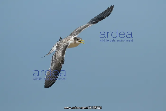 : Greater Crested Tern : Greater Crested Tern