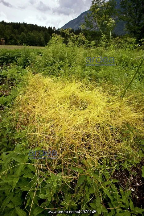 : Greater Dodder - parasitic on nettles : Greater Dodder - parasitic on nettles