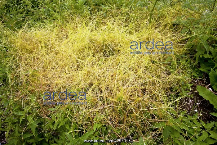 : Greater Dodder - parasitic on nettles : Greater Dodder - parasitic on nettles