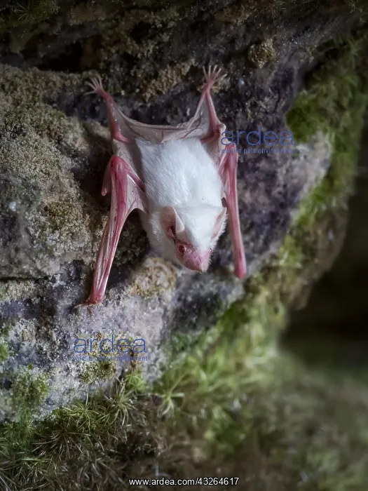: Greater doglike bat (Peropteryx macrotis), albino : Greater doglike bat (Peropteryx macrotis), albino