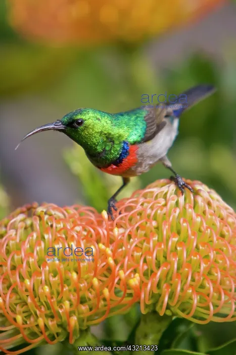 : Greater Double-collared Sunbird feeds on : Greater Double-collared Sunbird feeds on