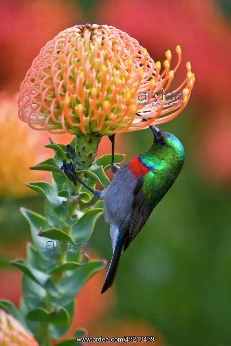 : Greater Double-collared Sunbird feeds on : Greater Double-collared Sunbird feeds on