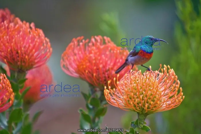  : Greater Double-collared Sunbird feeds on