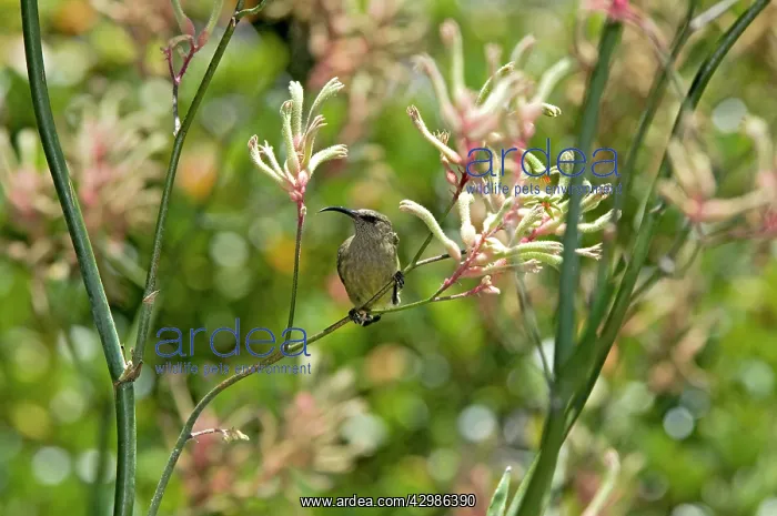 : Greater Double-collared Sunbird - female visiting : Greater Double-collared Sunbird - female visiting