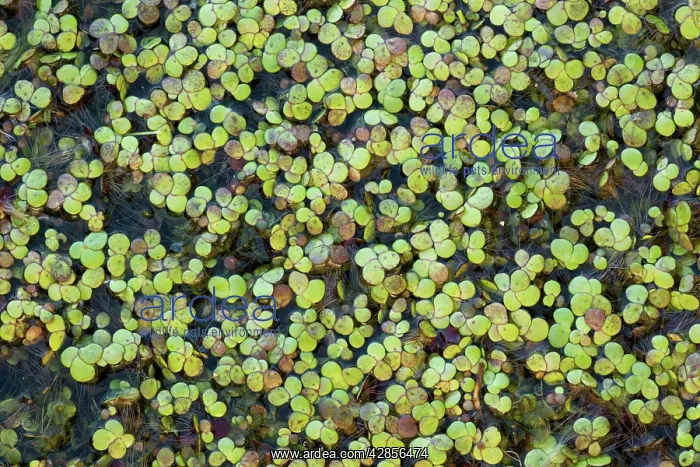 : Greater Duckweed on pond surface : Greater Duckweed on pond surface