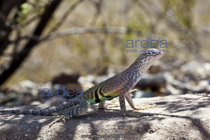 : Greater earless lizard : Greater earless lizard