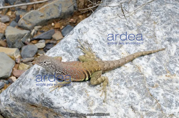 : Greater earless lizard : Greater earless lizard
