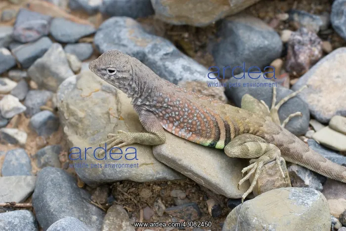 : Greater earless lizard : Greater earless lizard