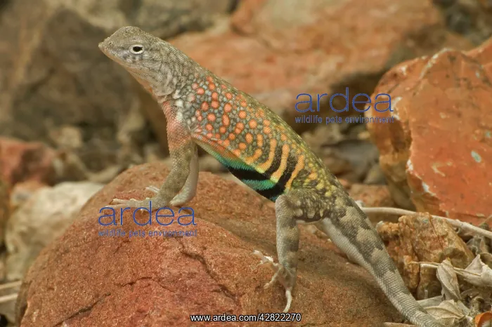 : Greater Earless Lizard - male in breeding colors : Greater Earless Lizard - male in breeding colors