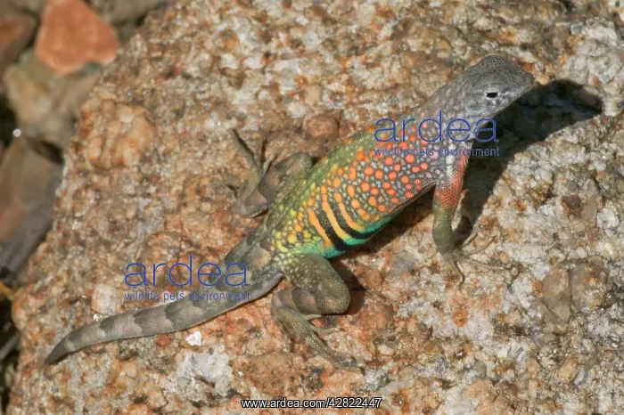 : Greater Earless Lizard - Male in breeding colors : Greater Earless Lizard - Male in breeding colors